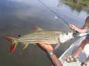 Tigerfish